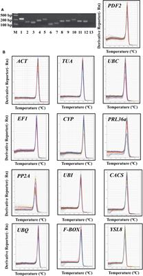 Reference genes identification for qRT-PCR normalization of gene expression analysis in Cucumis sativus under Meloidogyne incognita infection and Pseudomonas treatment